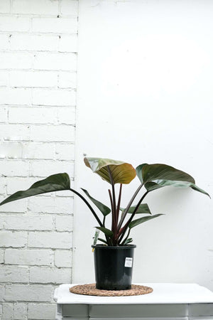 Philodendron erubescens