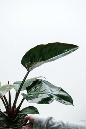 Philodendron erubescens