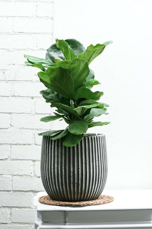 Fiddle-leaf fig — Sisu Flower