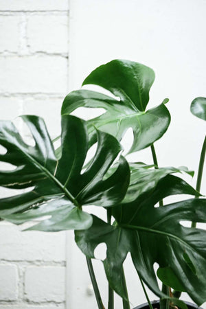 Monstera Deliciosa — Sisu Flower