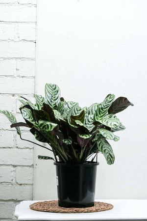 PRAYER PLANT — Sisu Flower