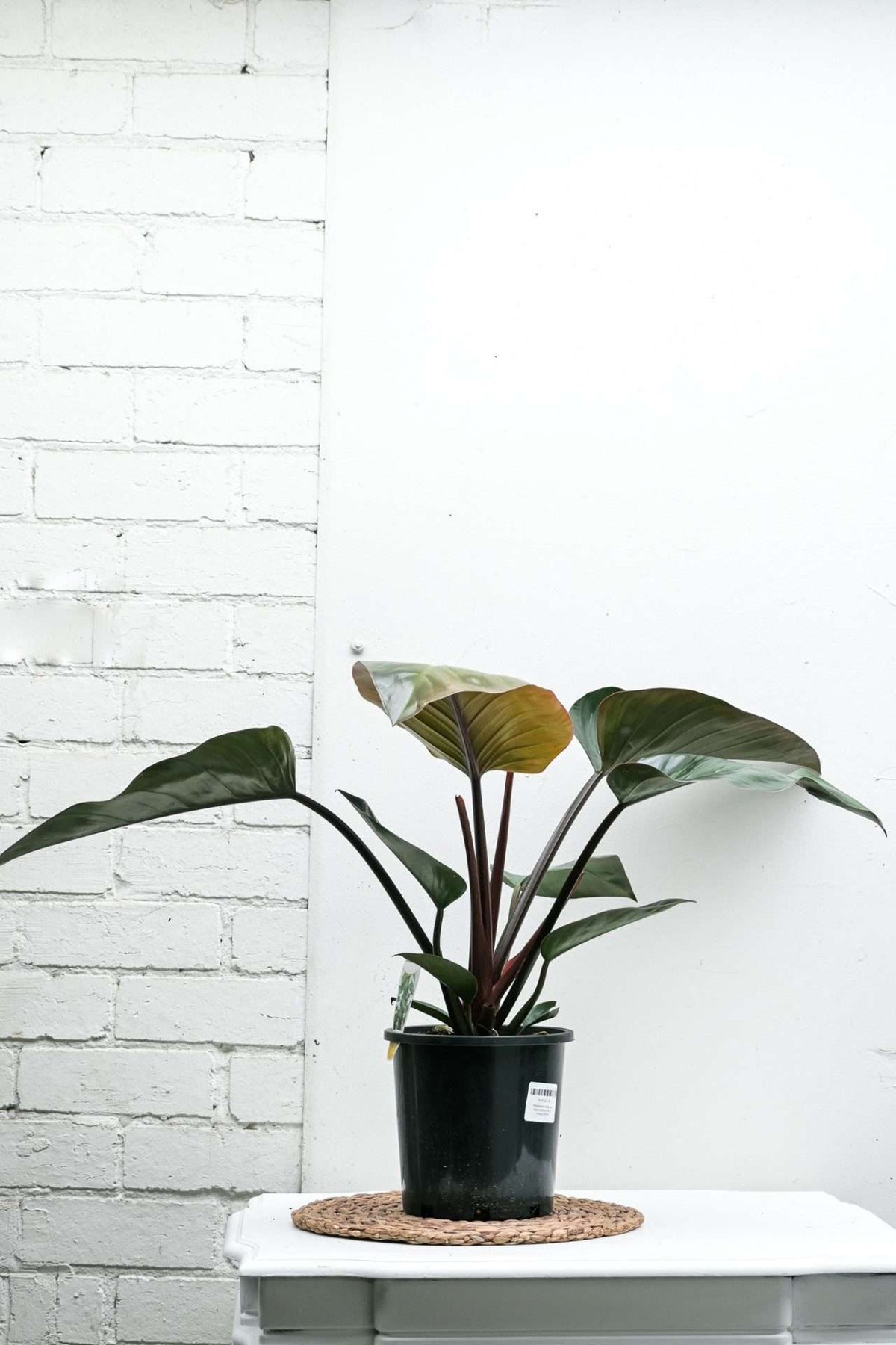 Philodendron erubescens