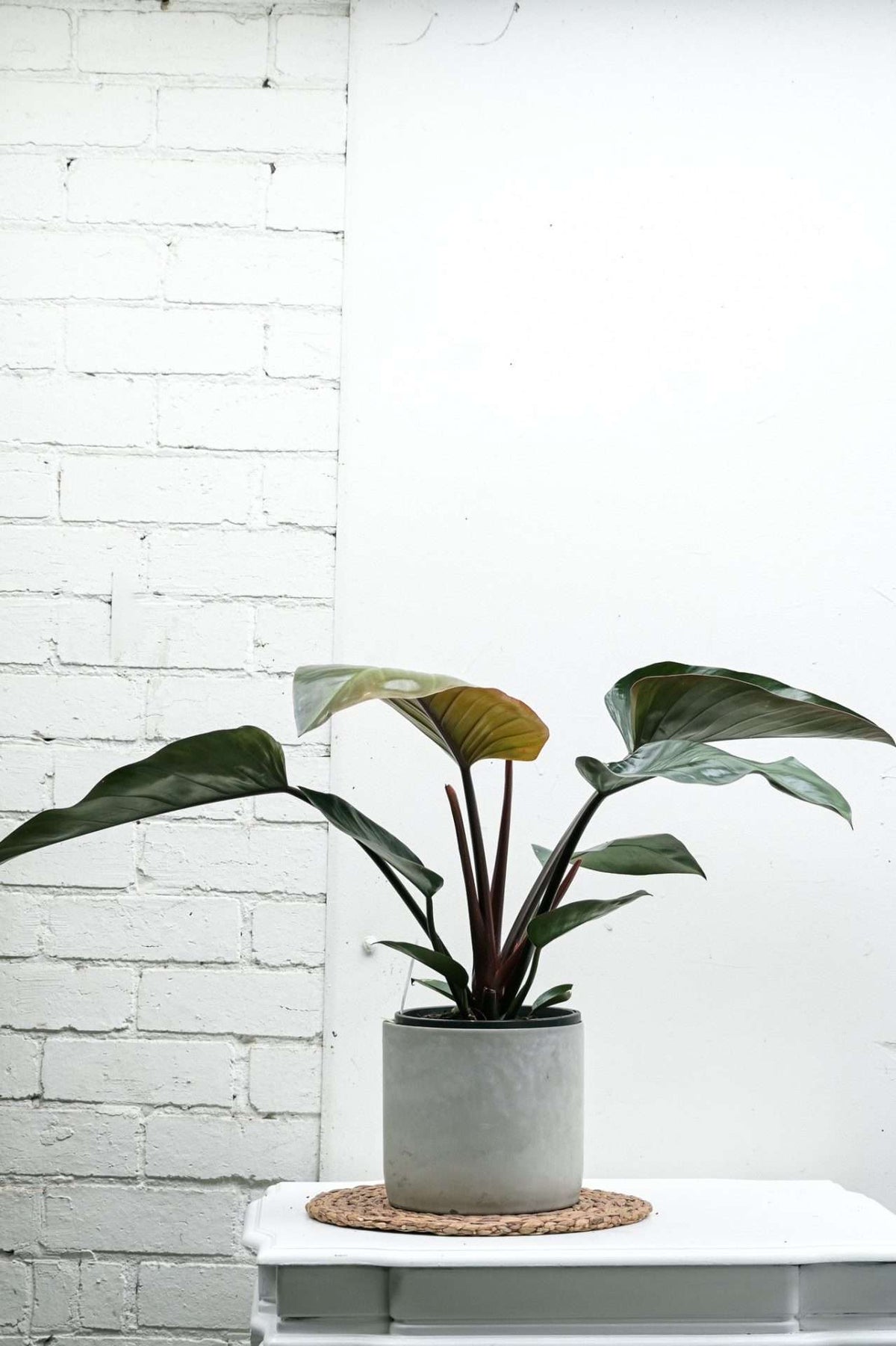 Philodendron erubescens