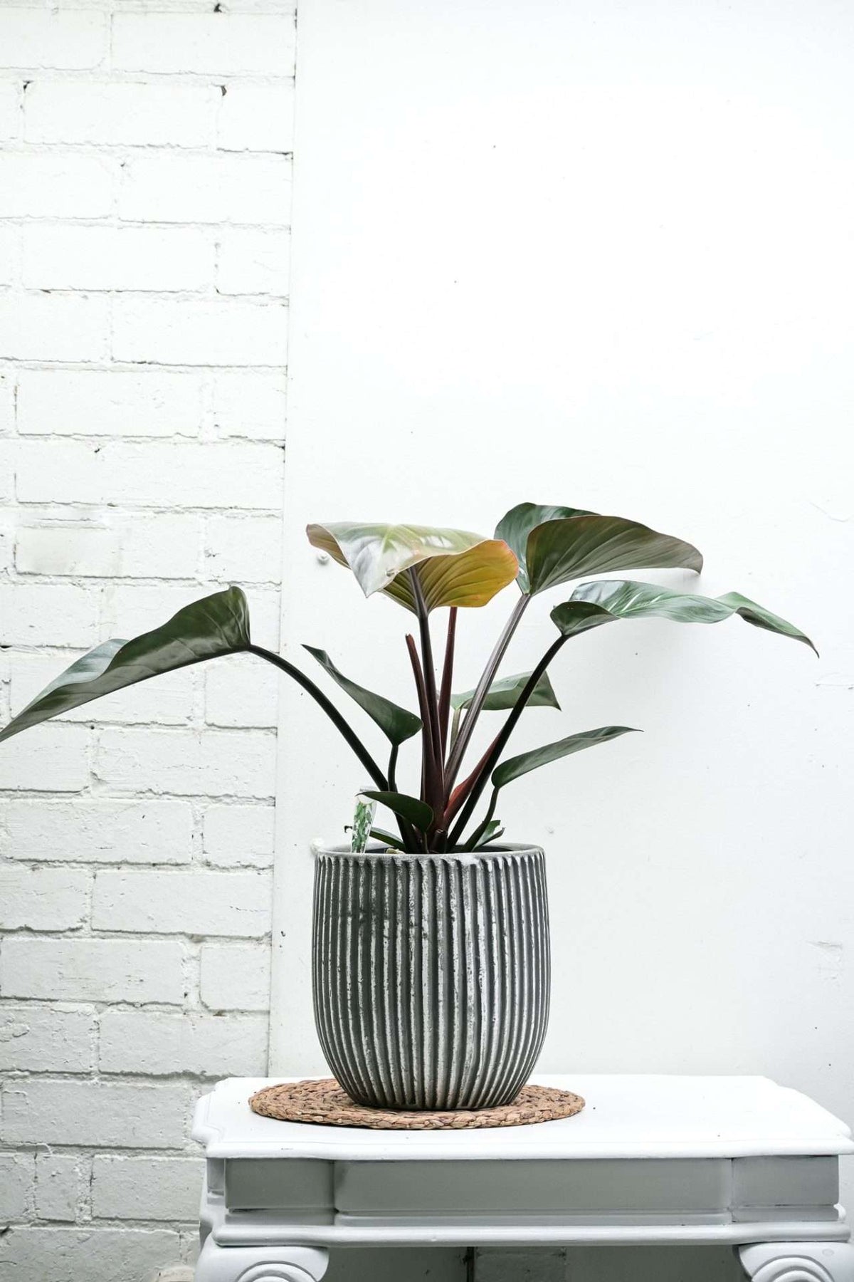 Philodendron erubescens