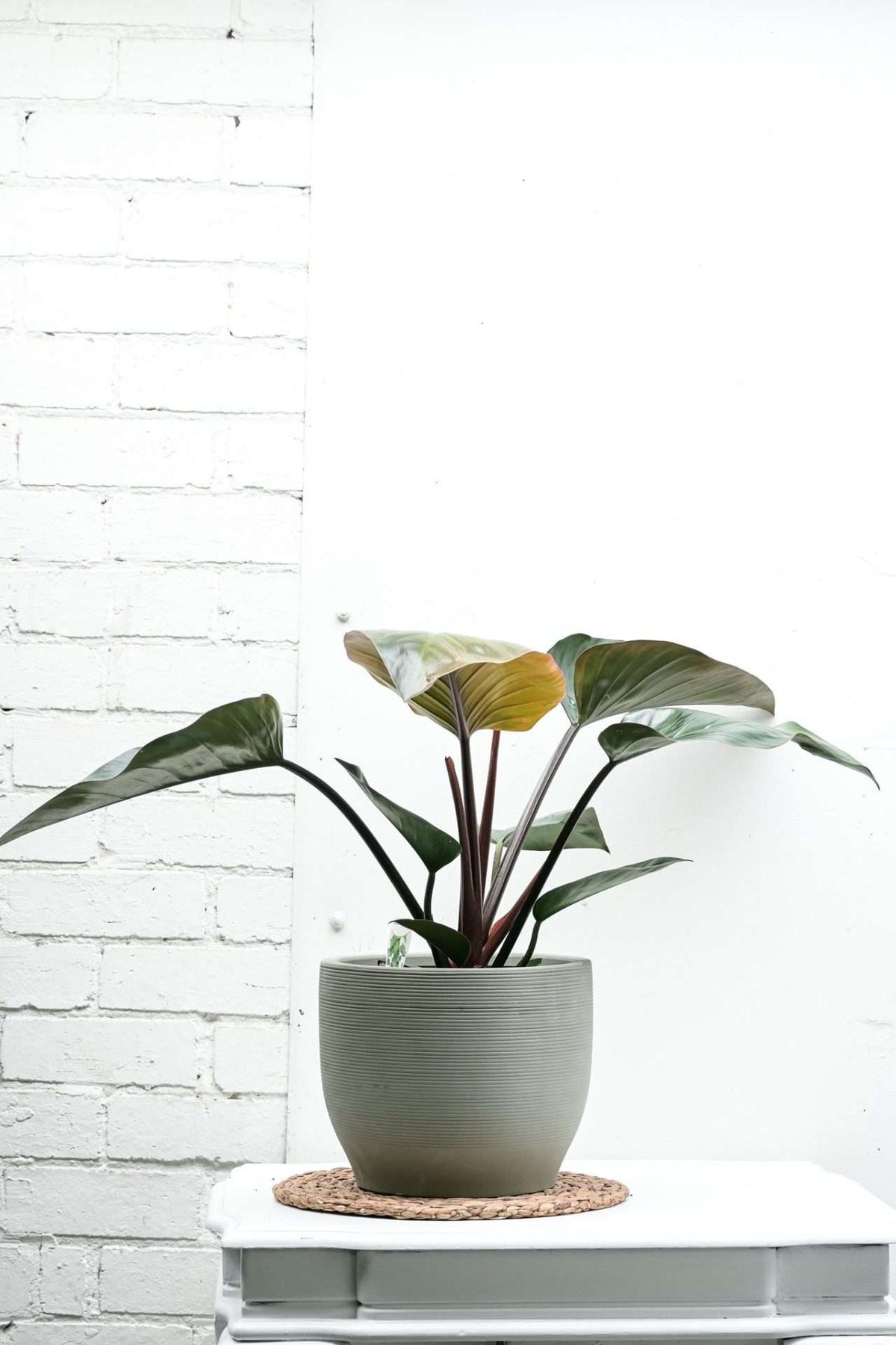Philodendron erubescens