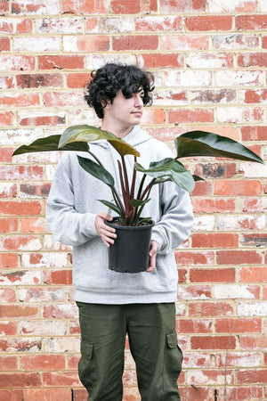 Philodendron erubescens