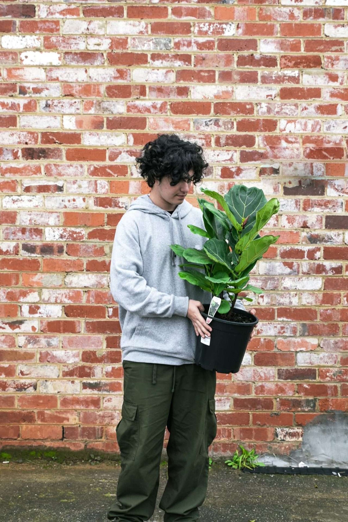 Fiddle-leaf fig — Sisu Flower
