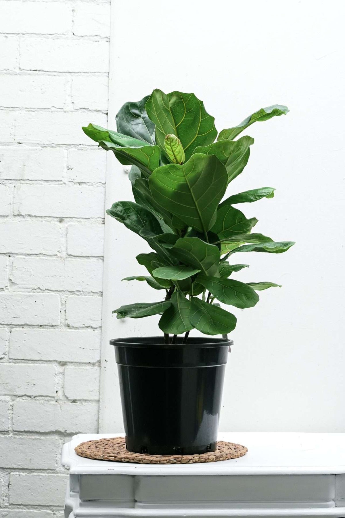 Fiddle-leaf fig — Sisu Flower