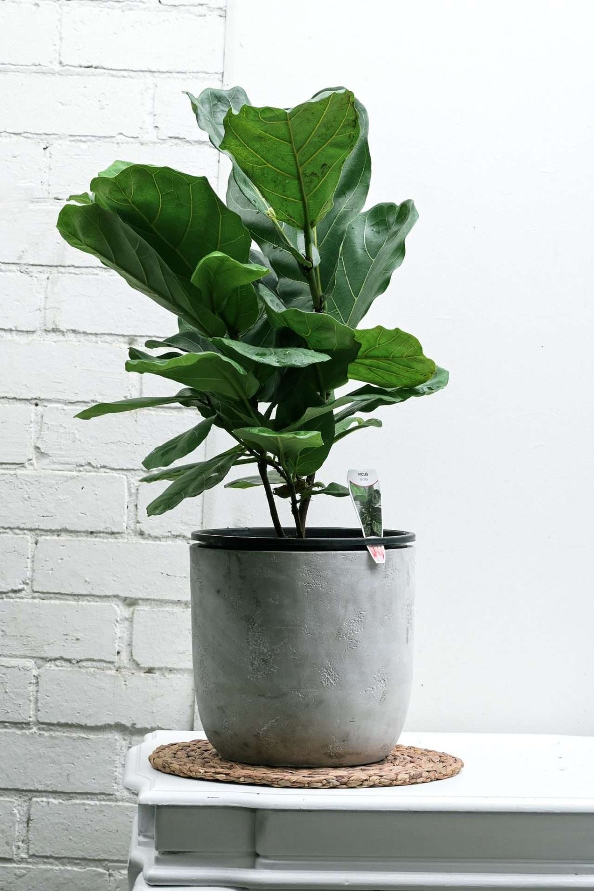 Fiddle-leaf fig — Sisu Flower