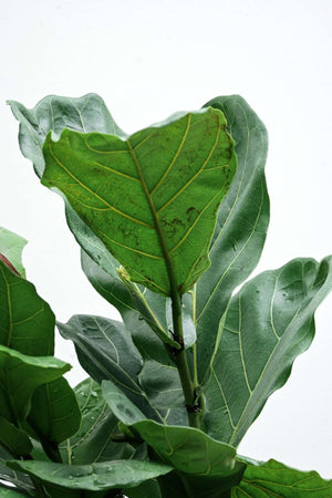 Fiddle-leaf fig — Sisu Flower