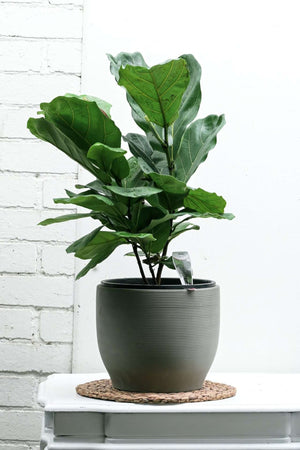 Fiddle-leaf fig — Sisu Flower