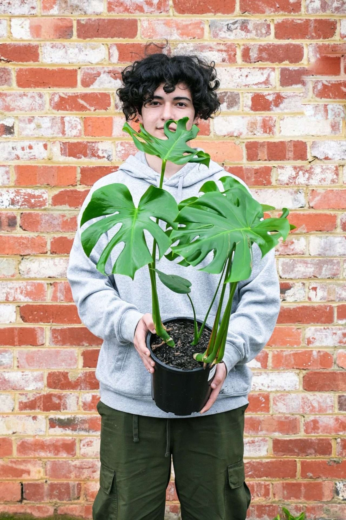 Monstera Deliciosa — Sisu Flower