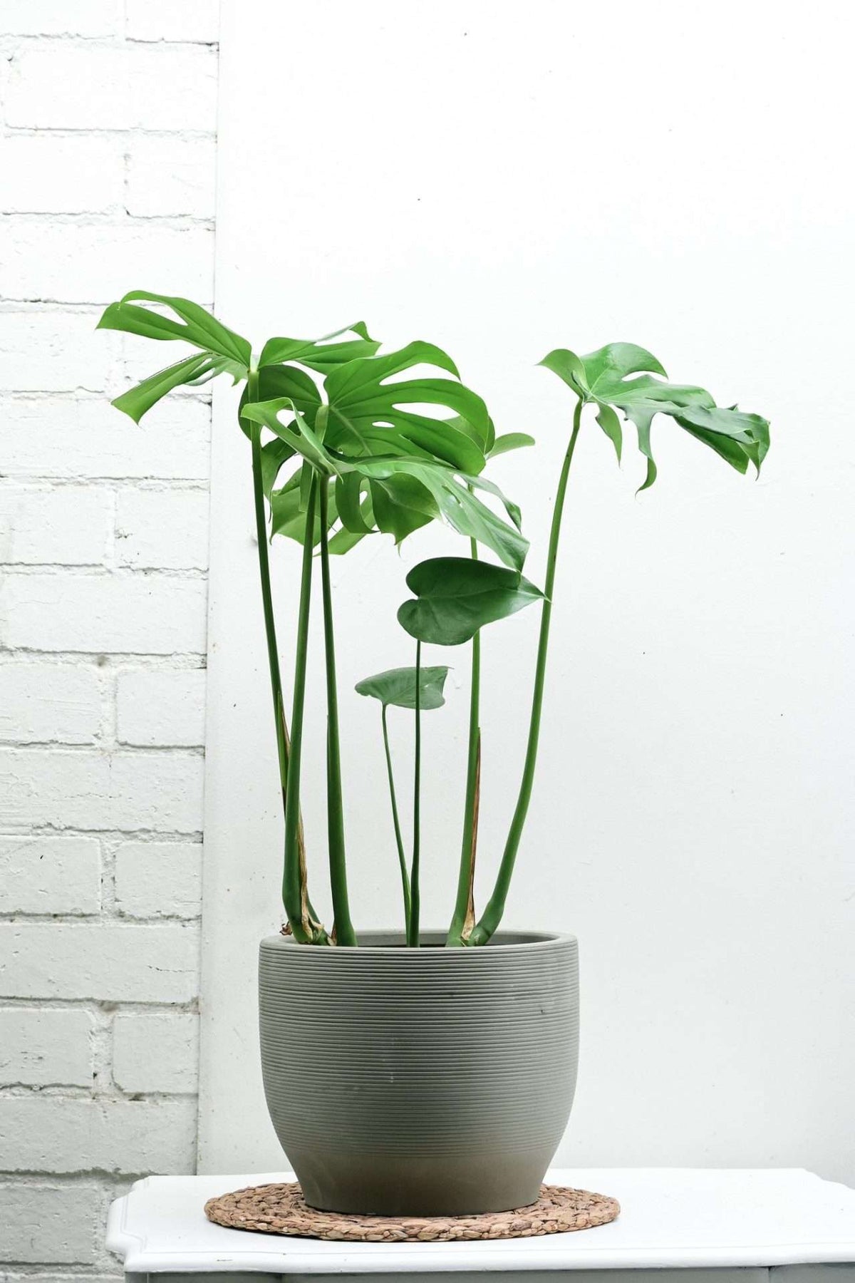 Monstera Deliciosa — Sisu Flower