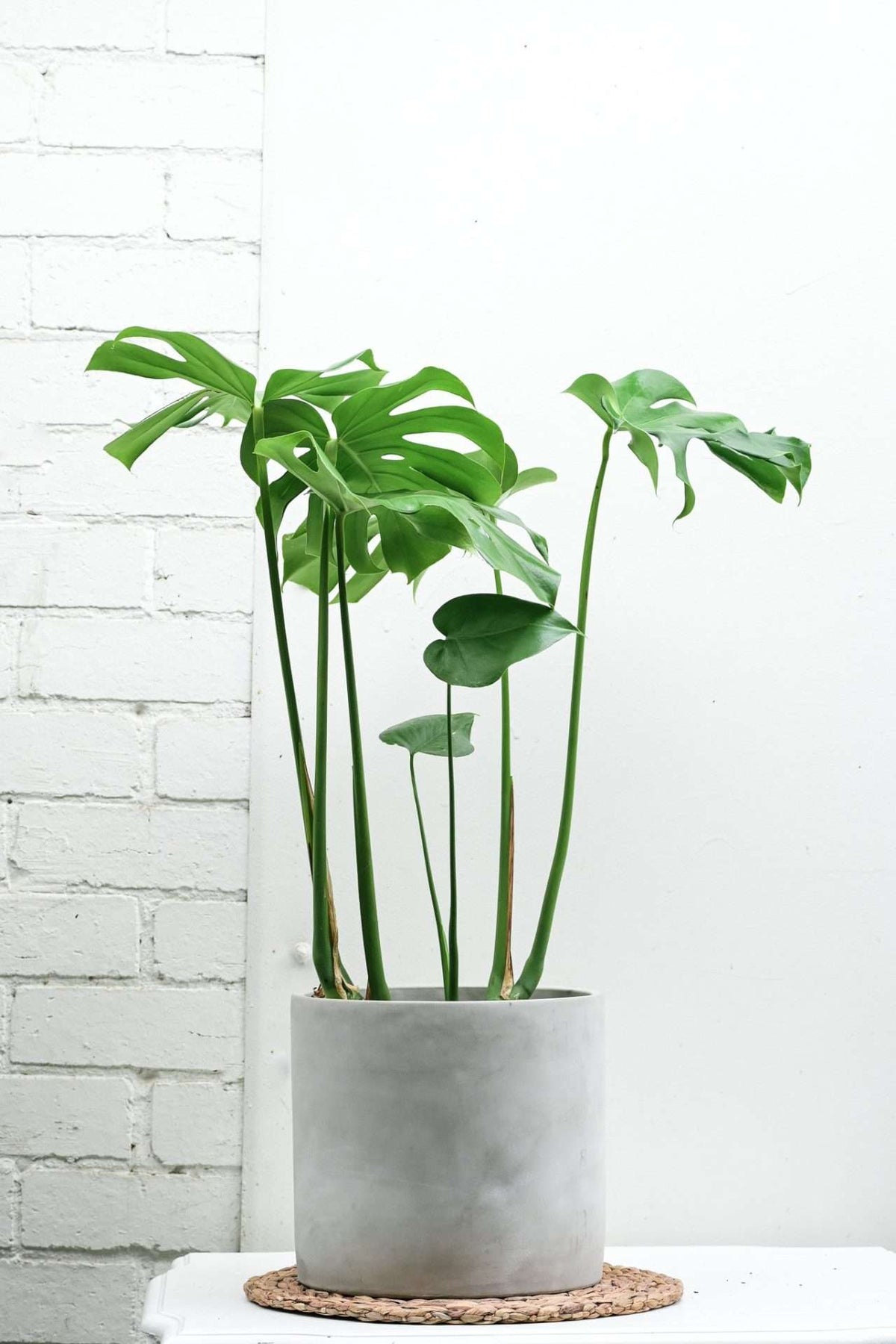 Monstera Deliciosa — Sisu Flower