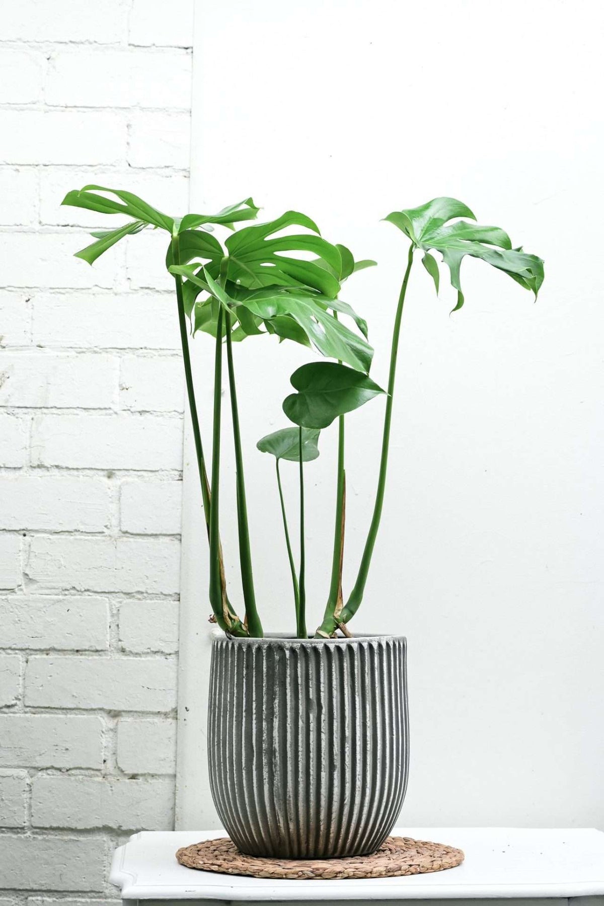 Monstera Deliciosa — Sisu Flower