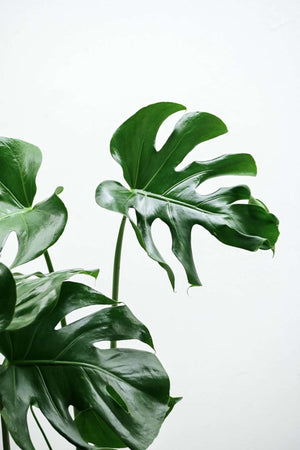 Monstera Deliciosa — Sisu Flower