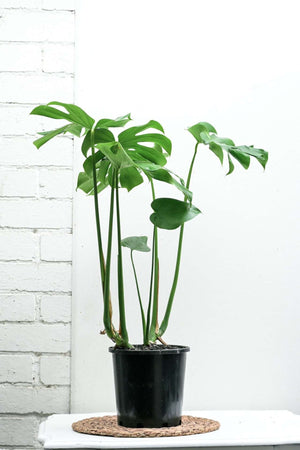 Monstera Deliciosa — Sisu Flower