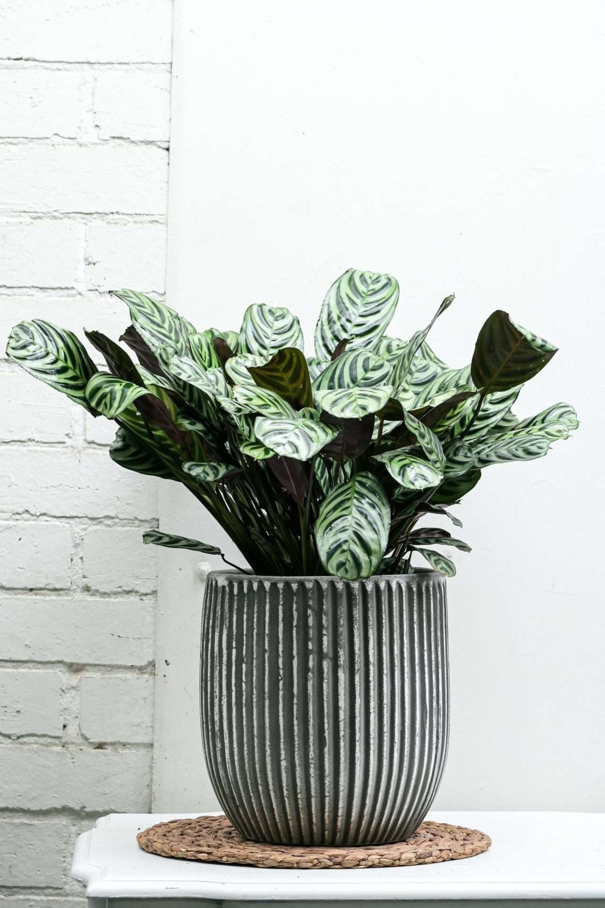 PRAYER PLANT — Sisu Flower