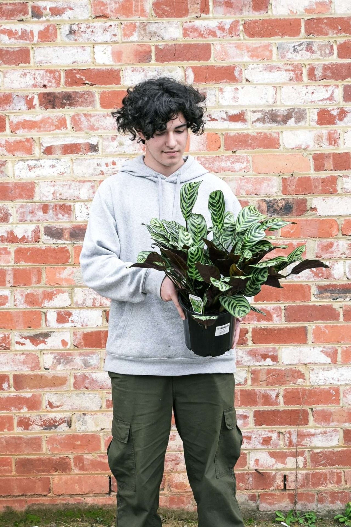 PRAYER PLANT — Sisu Flower