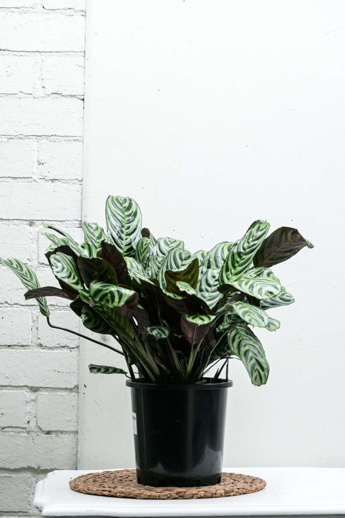 PRAYER PLANT — Sisu Flower