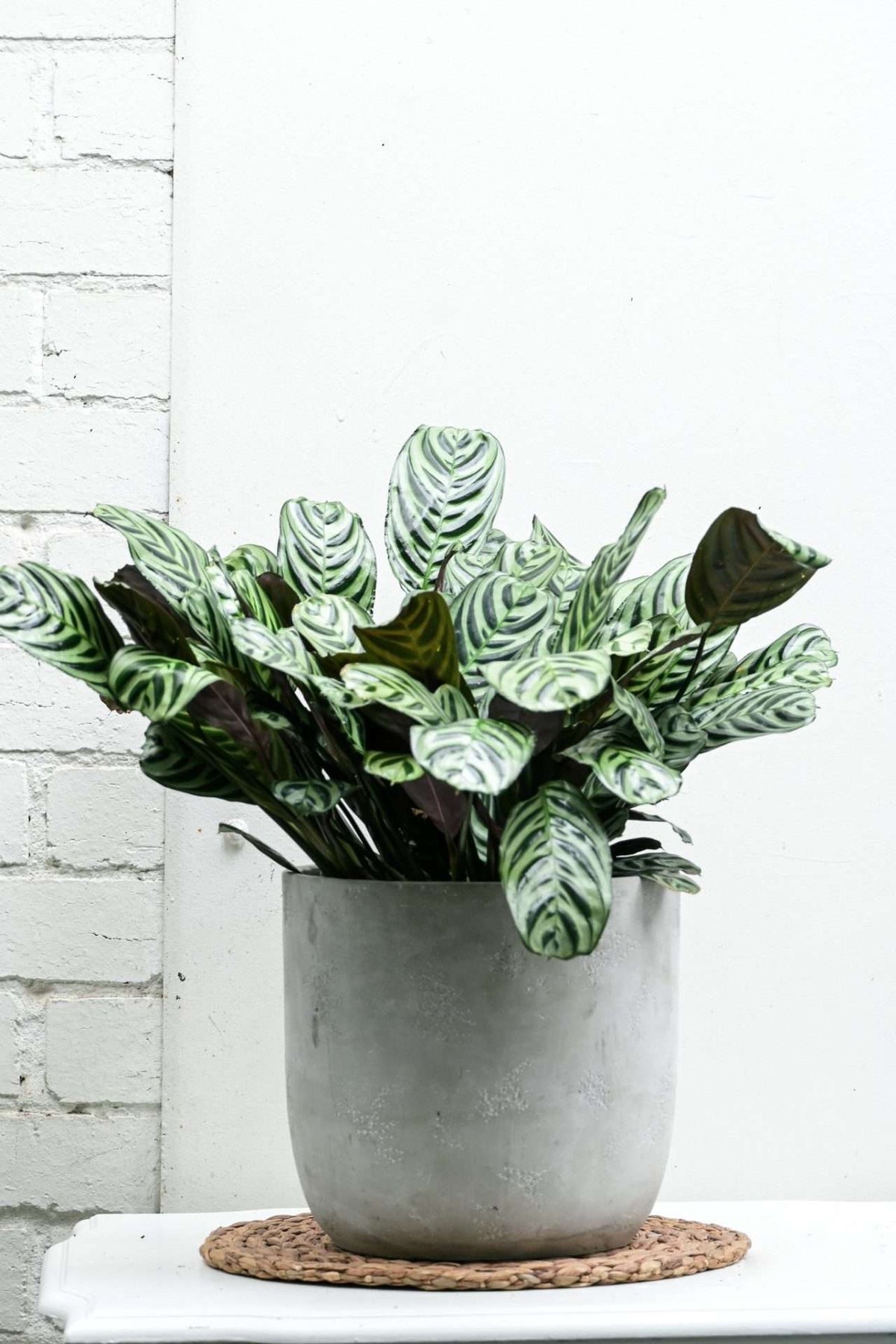 PRAYER PLANT — Sisu Flower