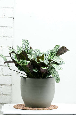 PRAYER PLANT — Sisu Flower