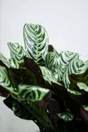 PRAYER PLANT — Sisu Flower